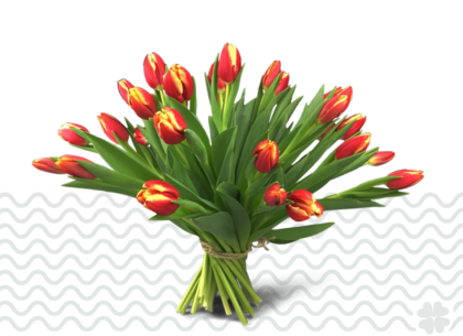 Tulpen-zonder-bol