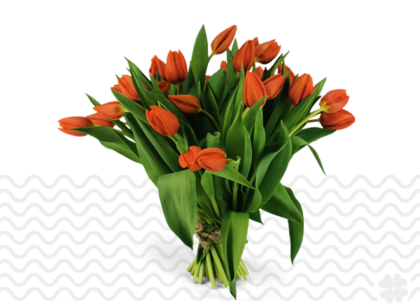 tulpen-Denhaag-Den-Haag-bezorgen-bestellen