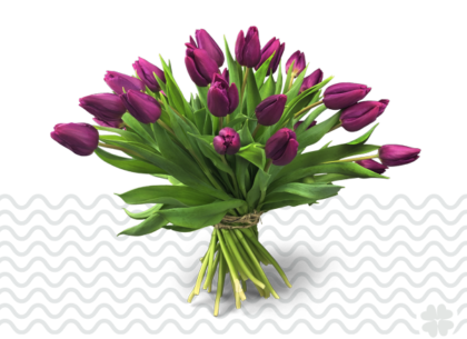 tulpen-online-bestellen-makkelijk