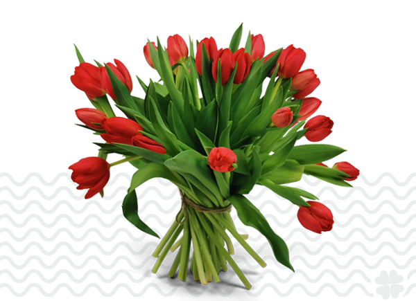 tulpen-thuis-bezorgd-bestellen-vers