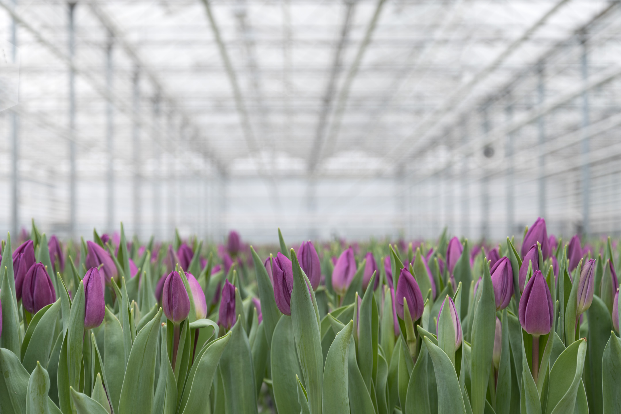 Tulpen-kopen-in-Zoetermeer