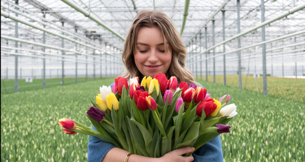 Amsterdam-tulpen-bezorgen-bestellen