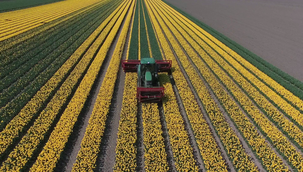 tulpen-veld-online-bestellen