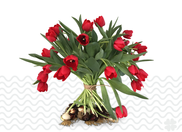 bezorg-tulpen-Broeksterwoude