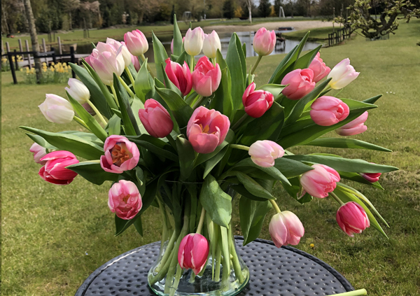 tulpen-online-bestellen-Leeuwarden