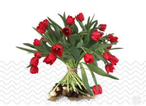 zakelijk-tulpen-bestellen